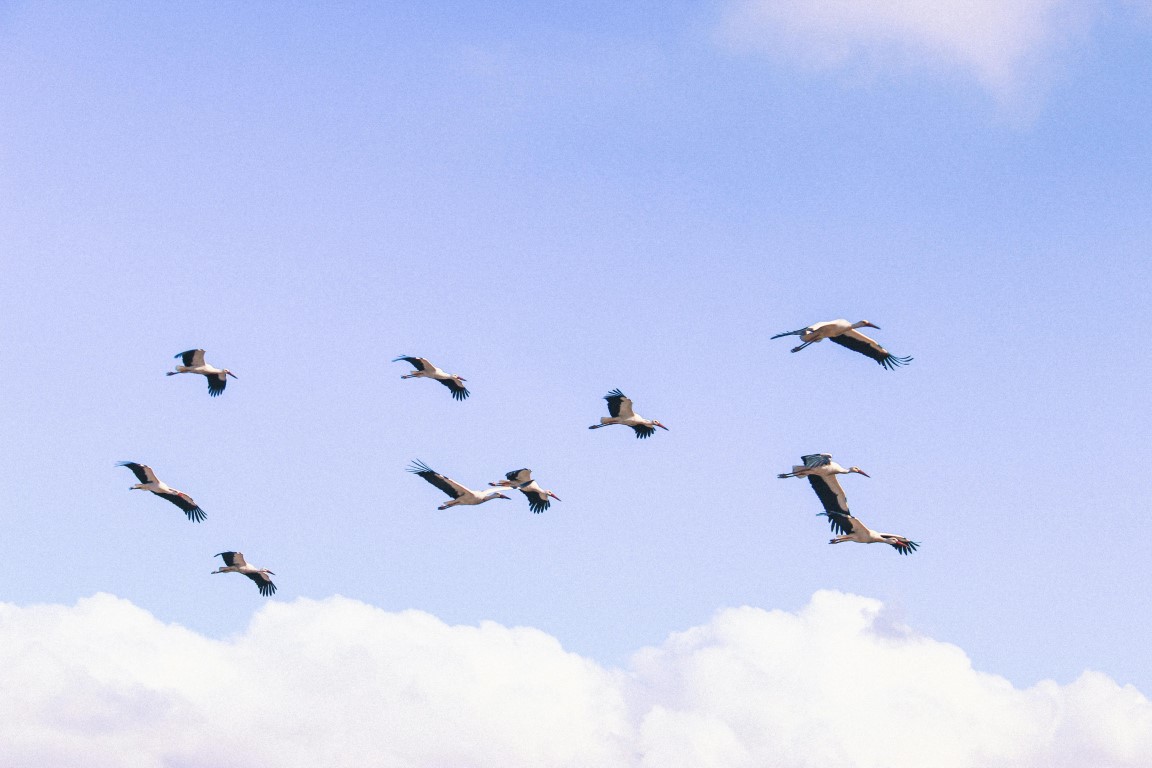 Flock